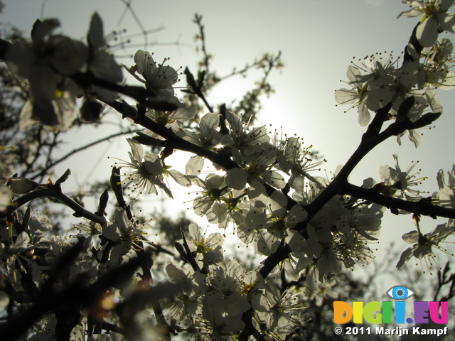 SX18064 Sun shining on white blossom